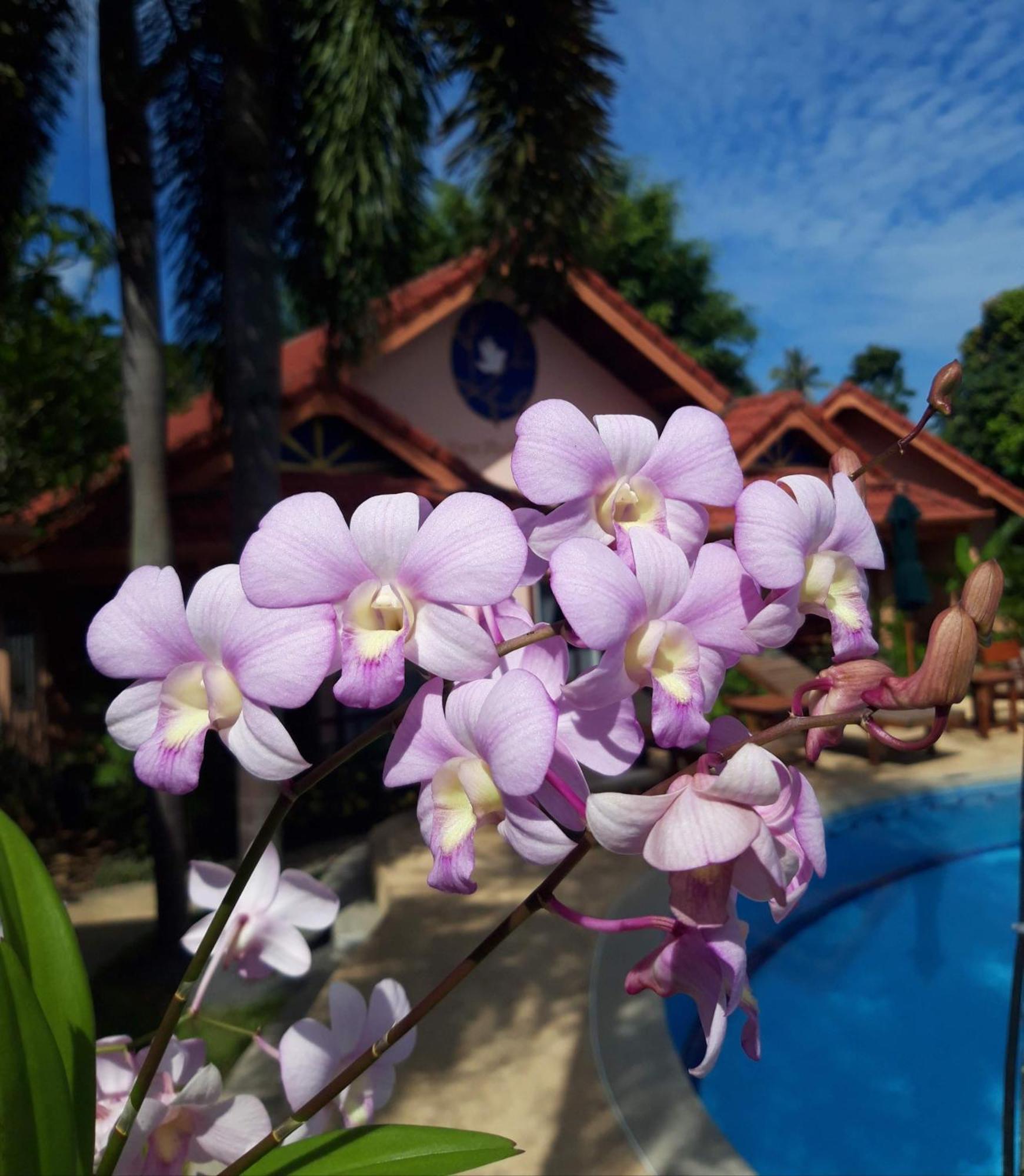 The Pace Phuket Boutique Resort Rawai Exteriör bild