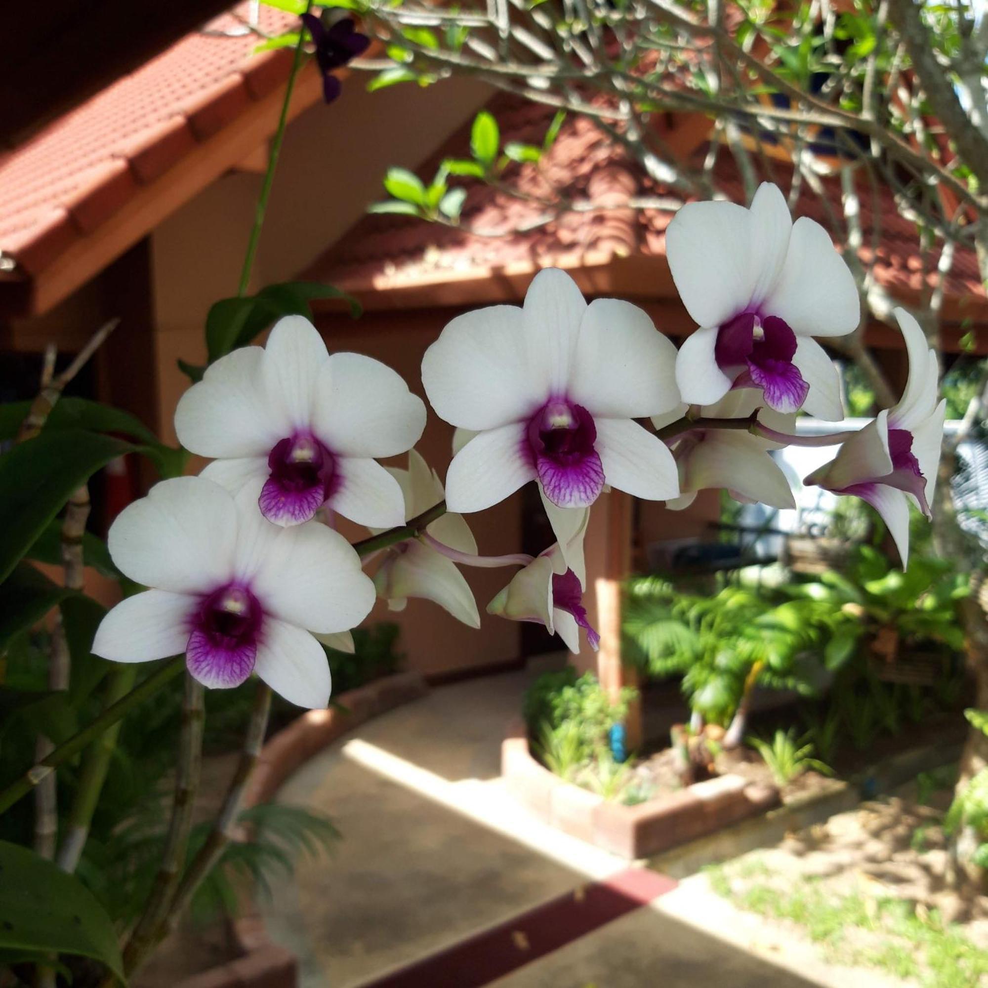 The Pace Phuket Boutique Resort Rawai Exteriör bild